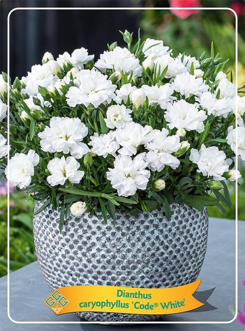 Dianthus CODE WHITE