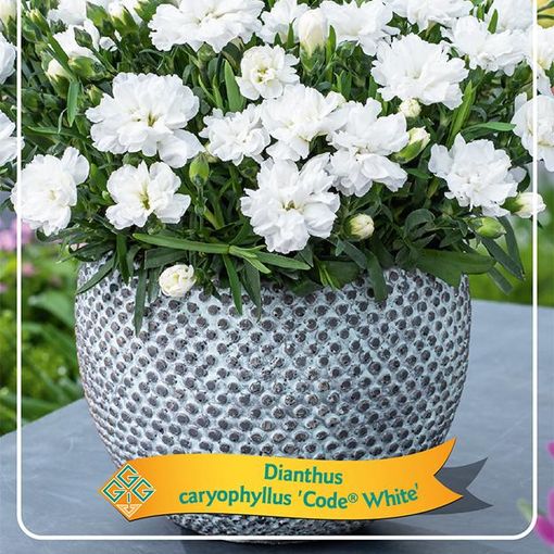 Dianthus CODE WHITE
