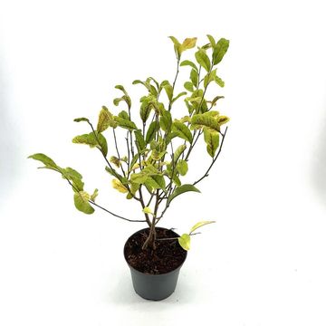 Magnolia stellata 'Розеа'