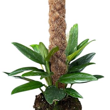 Monstera standleyana 'Variegata'