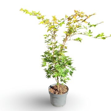 Acer palmatum 'Sangokaku'