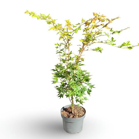 Acer palmatum 'Sangokaku'