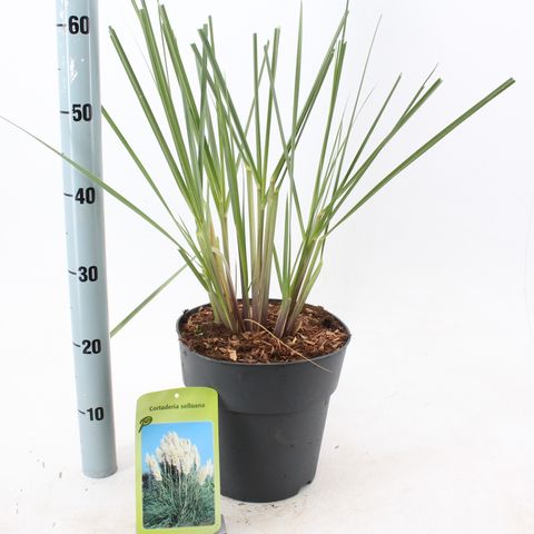 Cortaderia selloana 'Эвита'