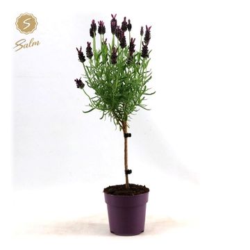 Lavandula stoechas 'Anouk'