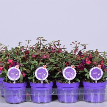 Fuchsia BELLA FUCHSIA SACHA