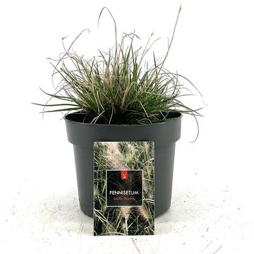 Pennisetum alopecuroides 'Little Bunny'