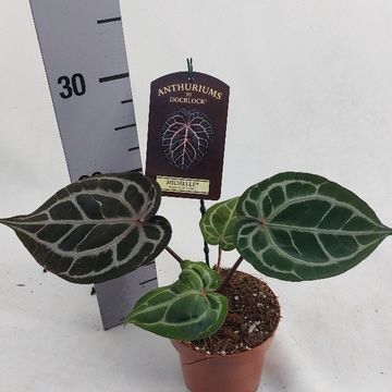 Anthurium 'Docblock Michelle'