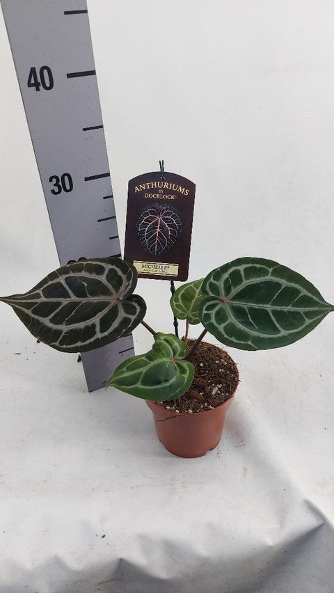 Anthurium 'Docblock Michelle'