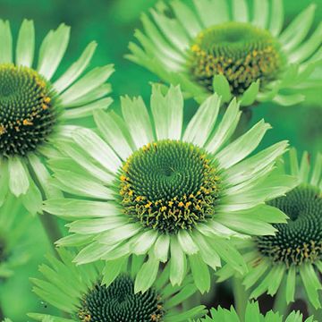 Echinacea purpurea 'Green Jewel'