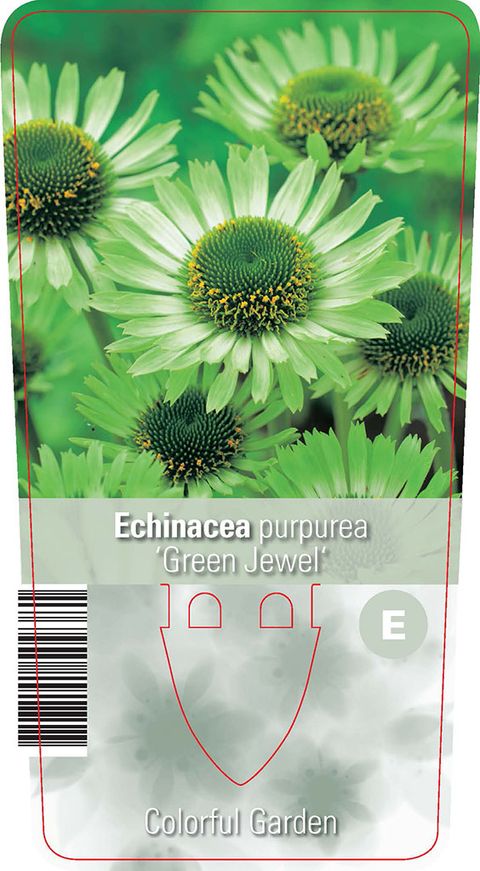 Echinacea purpurea 'Green Jewel'