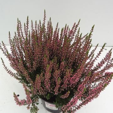 Calluna vulgaris GARDEN GIRLS ROSITA