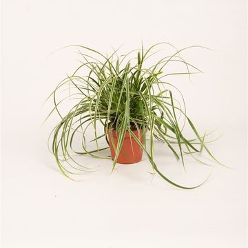 Carex morrowii 'Ice Dance'