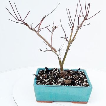 Acer palmatum 'Beni-maiko'