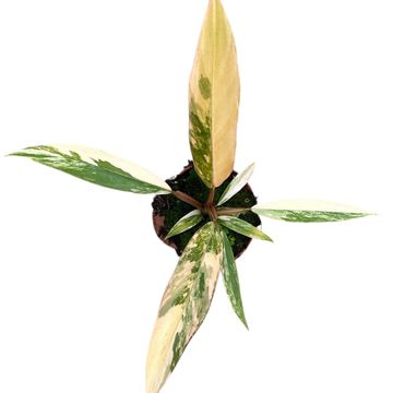 Philodendron 'Caramel Marble'