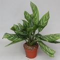 Aglaonema 'Stripes'