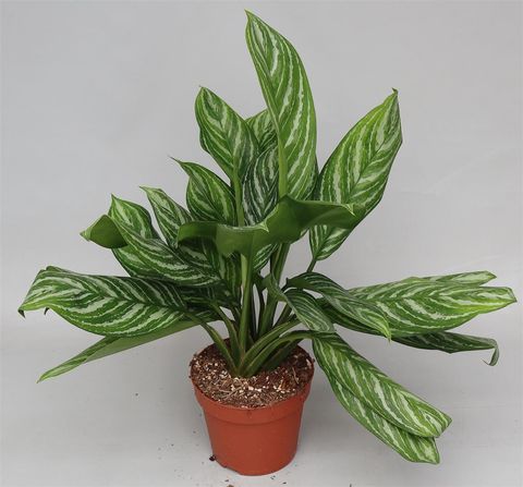 Aglaonema 'Stripes'