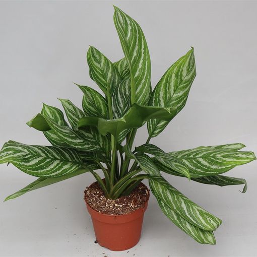 Aglaonema 'Stripes'