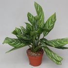 Aglaonema 'Stripes'