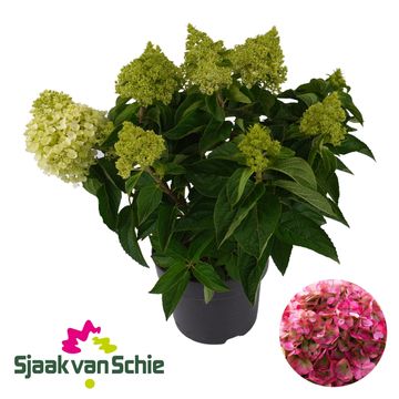 Hydrangea paniculata LIVING PINKY PROMISE