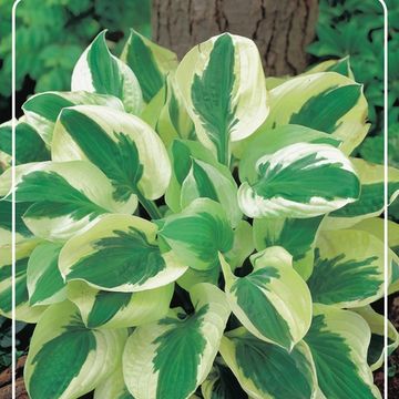 Hosta 'Brim Cup'