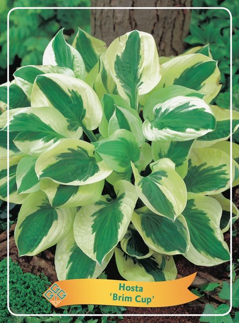 Hosta 'Брим Кап'