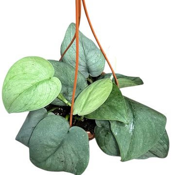 Scindapsus 'Silver Hero'