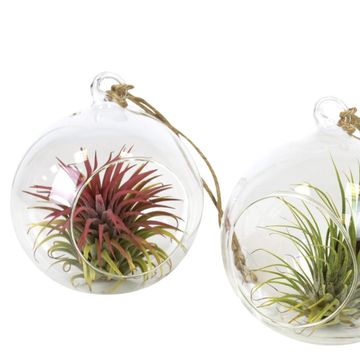 Tillandsia MIX