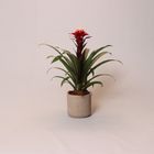 Guzmania 'Francesca'