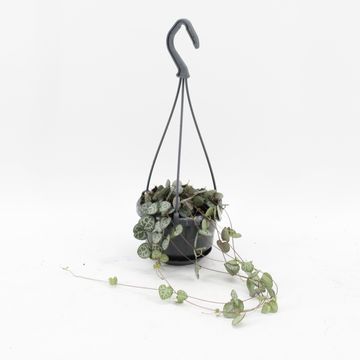 Ceropegia woodii