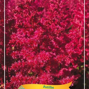 Astilbe 'Vision Vulcano'