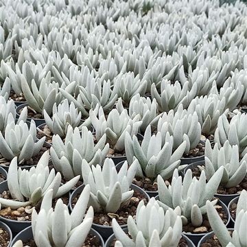 Senecio haworthii 'Mont Blanc'