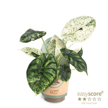 Alocasia 'Dragon Scale Mint'