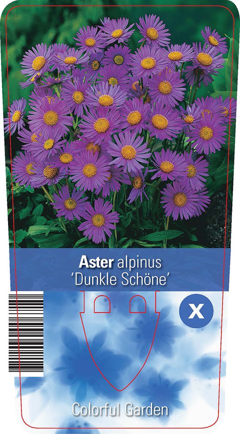 Aster alpinus 'Dunkle Schöne'