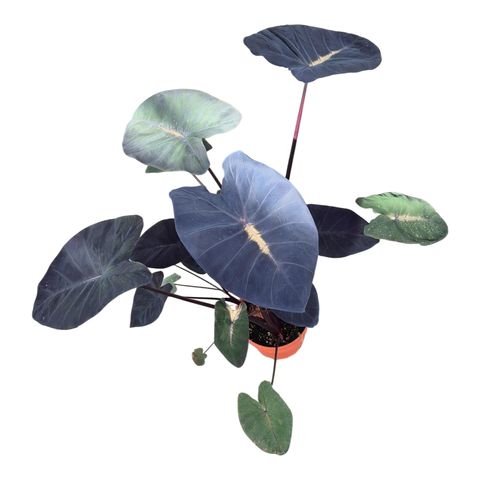 Colocasia 'Hybrid Yellow Future'