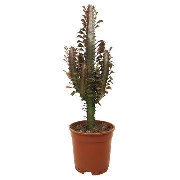 Euphorbia trigona 'Rubra'