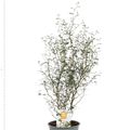 Sophora 'Little Baby'