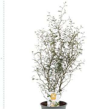 Sophora 'Little Baby'