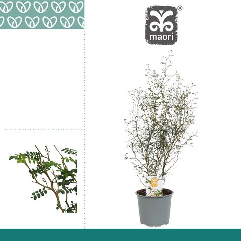 Sophora 'Little Baby'