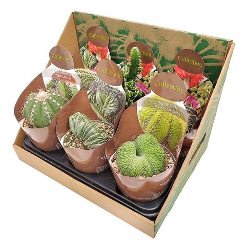 Cactus MIX