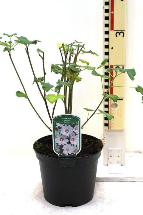 Lavatera 'Barnsley'