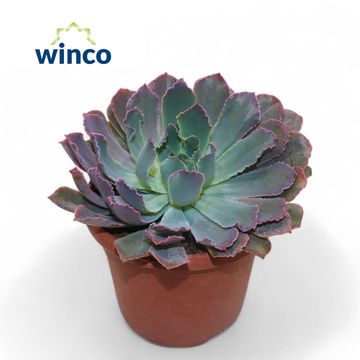 Echeveria 'Neon Breakers'