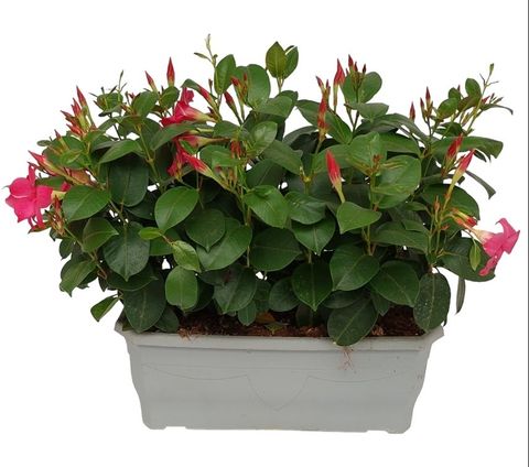 Mandevilla Sundaville