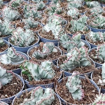 Euphorbia lactea 'Cristata White Ghost'