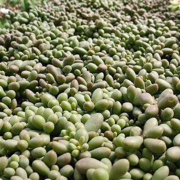 Tylecodon schaeferianus