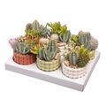 Composizione Cactus / Succulent