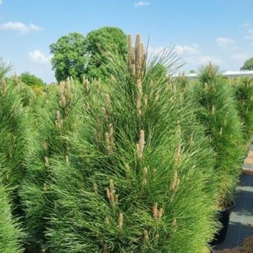 Pinus nigra 'Green Tower'