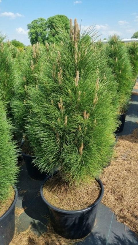 Pinus nigra 'Green Tower'
