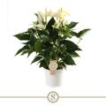 Anthurium WHITE CHAMPION