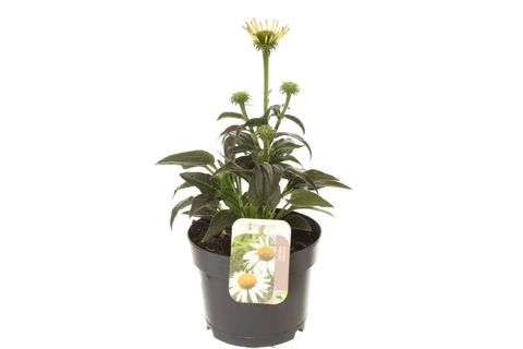 Echinacea purpurea 'Primadonna White'