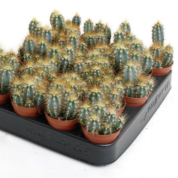 Pilosocereus azureus